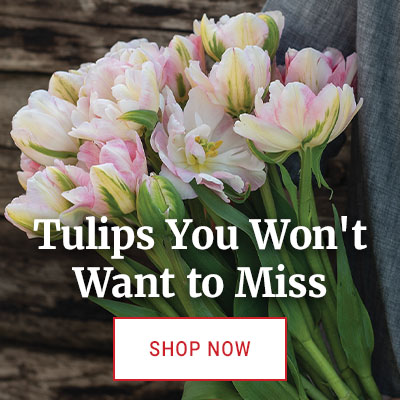 Flower Bulbs